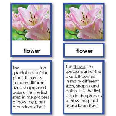 Botany-Parts Of Sets - Parts Of A Flower 3-Part Cards With Definitions