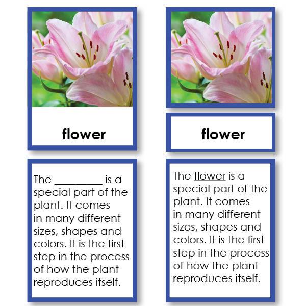 Botany-Parts Of Sets - Parts Of A Flower 3-Part Cards With Definitions