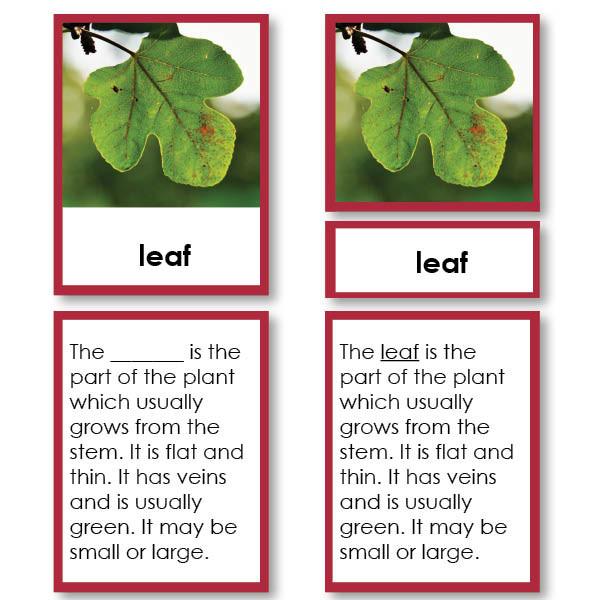 Botany-Parts Of Sets - Parts Of A Leaf 3-Part Cards With Definitions