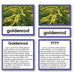 Botany-Plant Identification - Botany "Who Am I?" 3-Part Cards - Wild Flower
