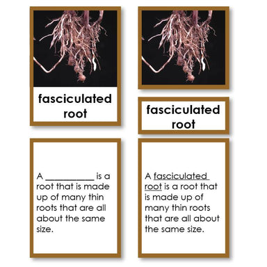 Botany-Types Of Sets - Types Of Roots 3-Part Cards With Definitions