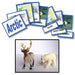 Geography Material-Study Of World Geography - Geography 3-Part Cards With Objects For The Arctic