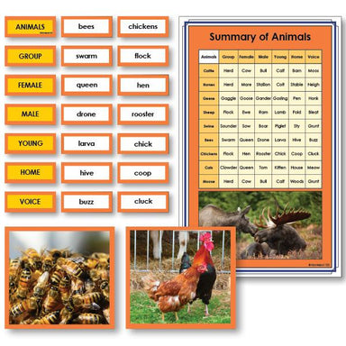 Language Arts-Vocabulary, Spelling & Editing - Summary Of Animals Vocabulary Sorting Cards With Photographs