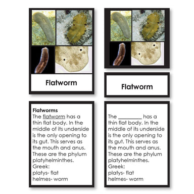 Zoology-Animal Classification/ Identification - Animal Kingdom Classification 3-Part Cards With Definitions