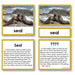 Zoology-Animal Classification/ Identification - Zoology "Who Am I?" 3-Part Cards - Arctic Sea Life