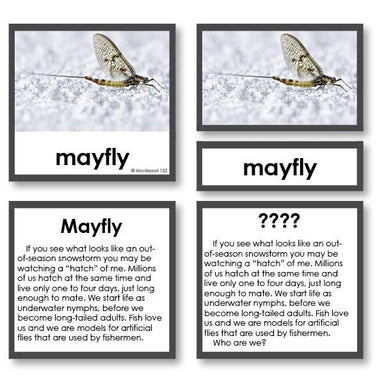 Zoology-Animal Classification/ Identification - Zoology "Who Am I?" 3-Part Cards - Insects