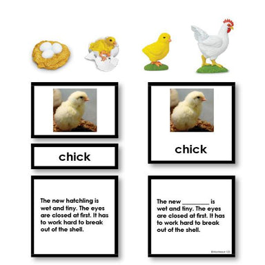 Zoology-Life Cycles - Chicken Life Cycle 3-Part Cards With Objects