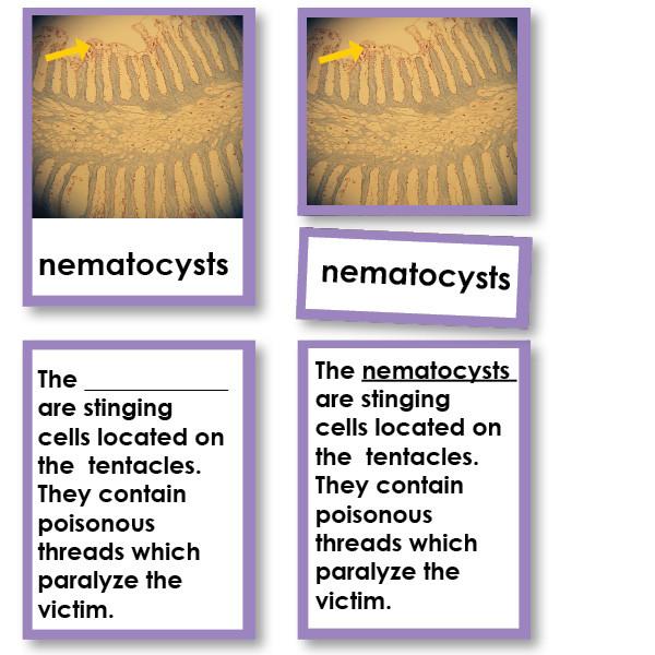 Zoology-Parts Of Invertebrates - Parts Of A Cnidaria (jellyfish) 3-Part Cards With Definitions