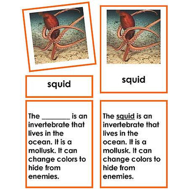 Zoology-Parts Of Invertebrates - Parts Of A Squid 3-Part Cards With Definitions And Object