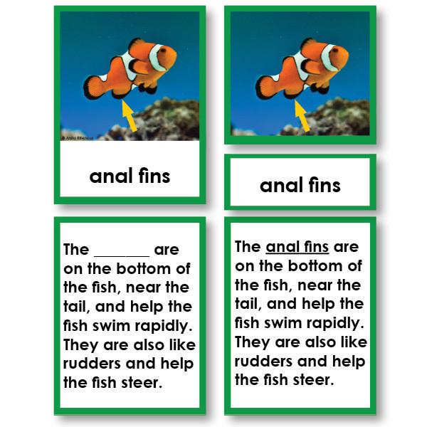 Zoology-Parts Of Vertebrates - Parts Of A Fish 3-Part Cards With Definitions And Object