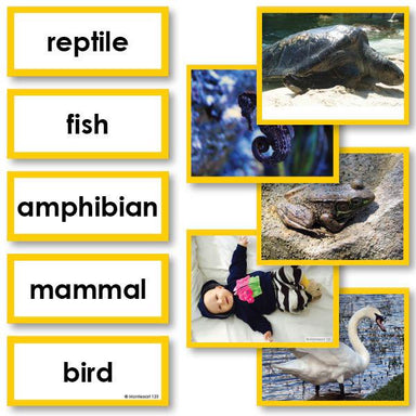 Zoology-Sorting Games - Chordata Sorting Cards For Fish, Amphibian, Reptile, Bird, Or Mammal