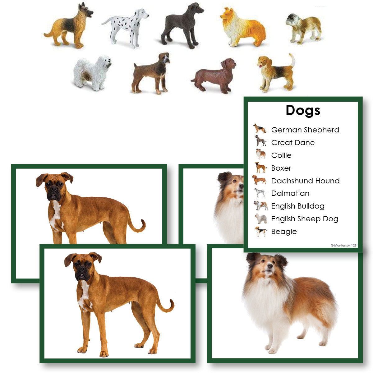 Dog Breeds Toddler Cards with Objects