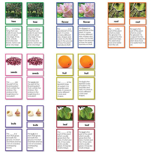 Botany-Parts Of Sets - Botany Collection Of 7 Sets, 3-Part Cards With Definitions