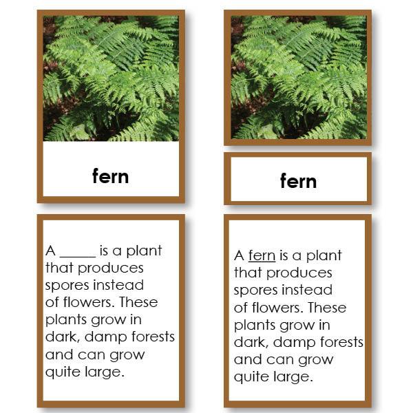 Botany-Parts Of Sets - Parts Of A Fern 3-Part Cards With Definitions