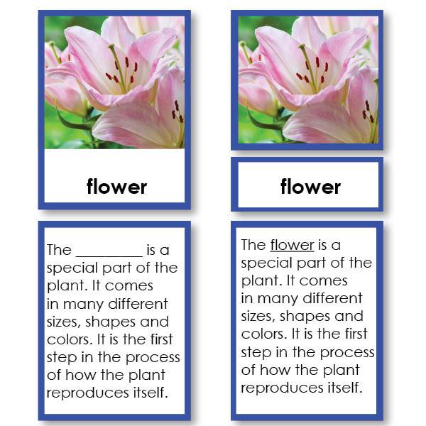labeled parts of a lily flower Parts of a Flower 3-Part Cards with Definitions