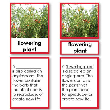 Botany-Parts Of Sets - Parts Of A Flowering Tomato Plant 3-Part Cards With Definitions