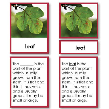 Botany-Parts Of Sets - Parts Of A Leaf 3-Part Cards With Definitions