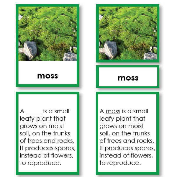 Botany-Parts Of Sets - Parts Of A Moss 3-Part Cards With Definitions