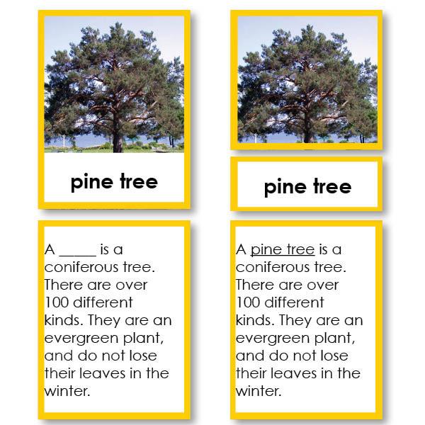 Botany-Parts Of Sets - Parts Of A Pine Tree 3-Part Cards With Definitions