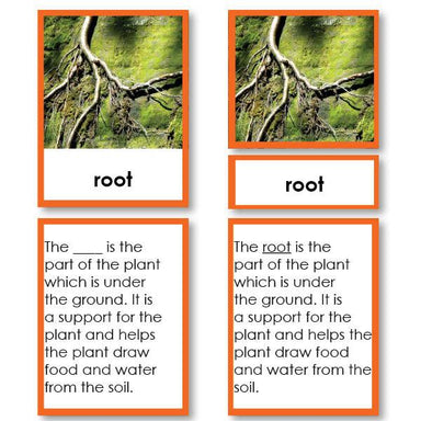 Botany-Parts Of Sets - Parts Of A Root Tree 3-Part Cards With Definitions