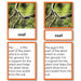 Botany-Parts Of Sets - Parts Of A Root Tree 3-Part Cards With Definitions