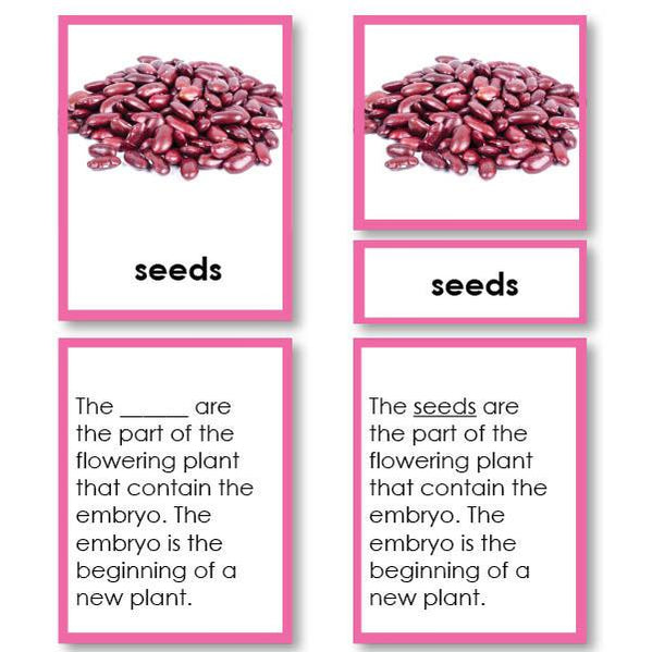 Parts of Plants | Montessori123 | Learning Cards — Montessori 123