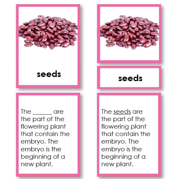 montessori planting seeds Parts of a Seed 3-Part Cards with Definitions