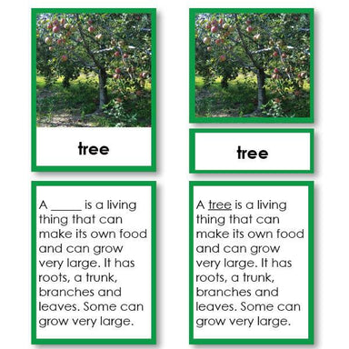 Botany-Parts Of Sets - Parts Of A Tree 3-Part Cards With Definitions