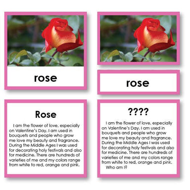 Botany-Plant Identification - Botany "Who Am I?" 3-Part Cards - Garden Flower