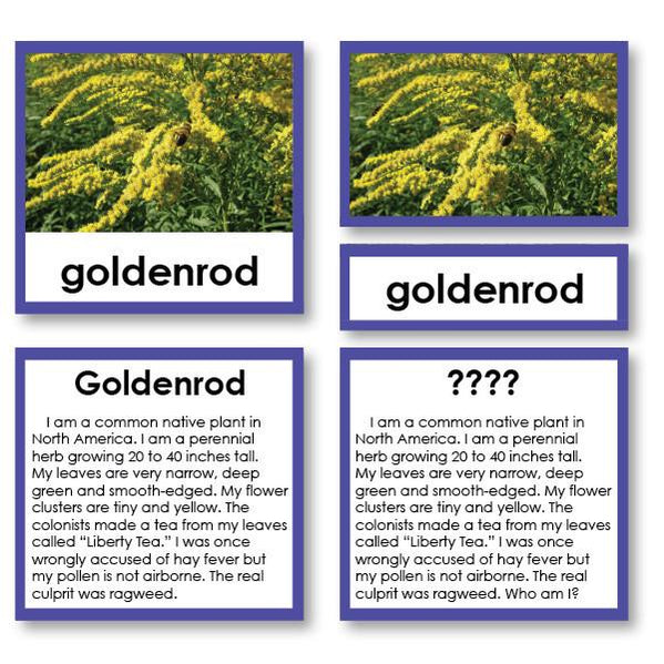 Plant Identification | Montessori123 | Learning Cards — Montessori 123
