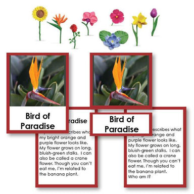 Botany-Plant Identification - Flowers "Who Am I?" 3-Part Cards With Objects