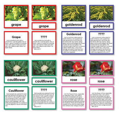 Botany-Plant Identification - Set Of Botany "Who Am I?" 3-Part Cards