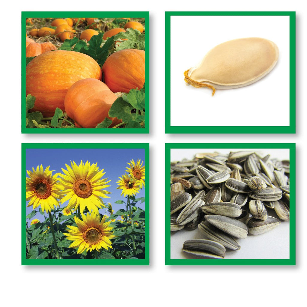 match seeds to plants Seed Matching Cards