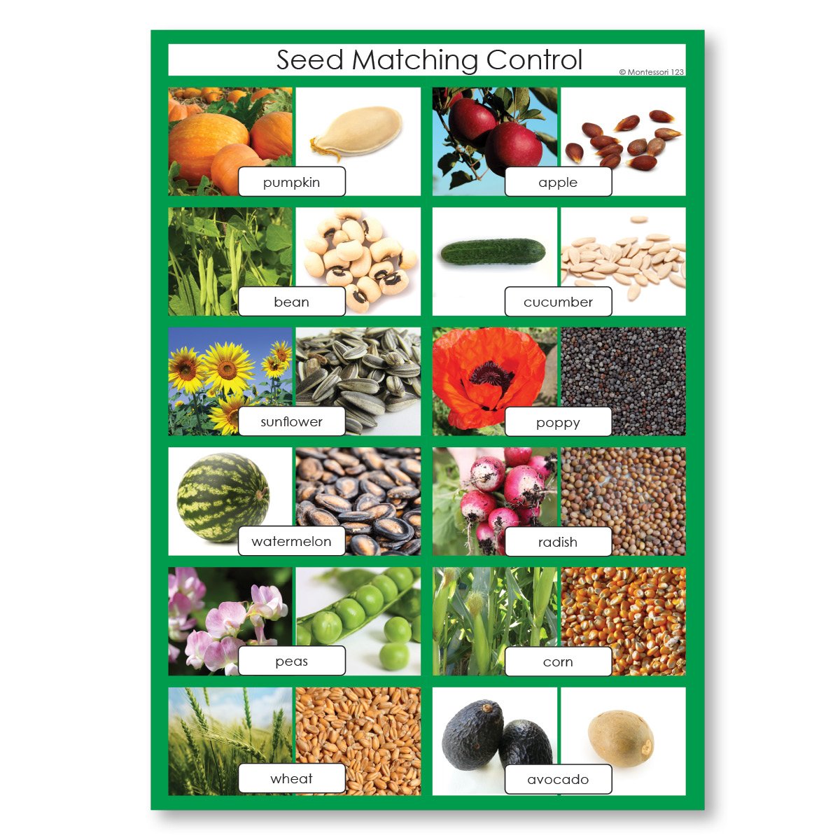 Botany-Sorting Sets - Seed Matching Cards