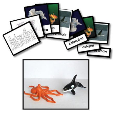 Geography Material-Study Of World Geography - Geography 3-Part Cards With Objects For Antarctica