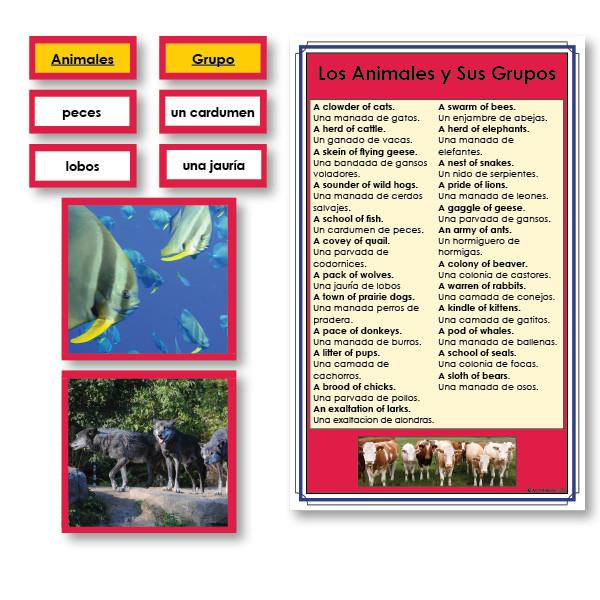 Language Arts-Spanish - Spanish Animals And Their Groups Vocabulary Sorting Cards With Photographs