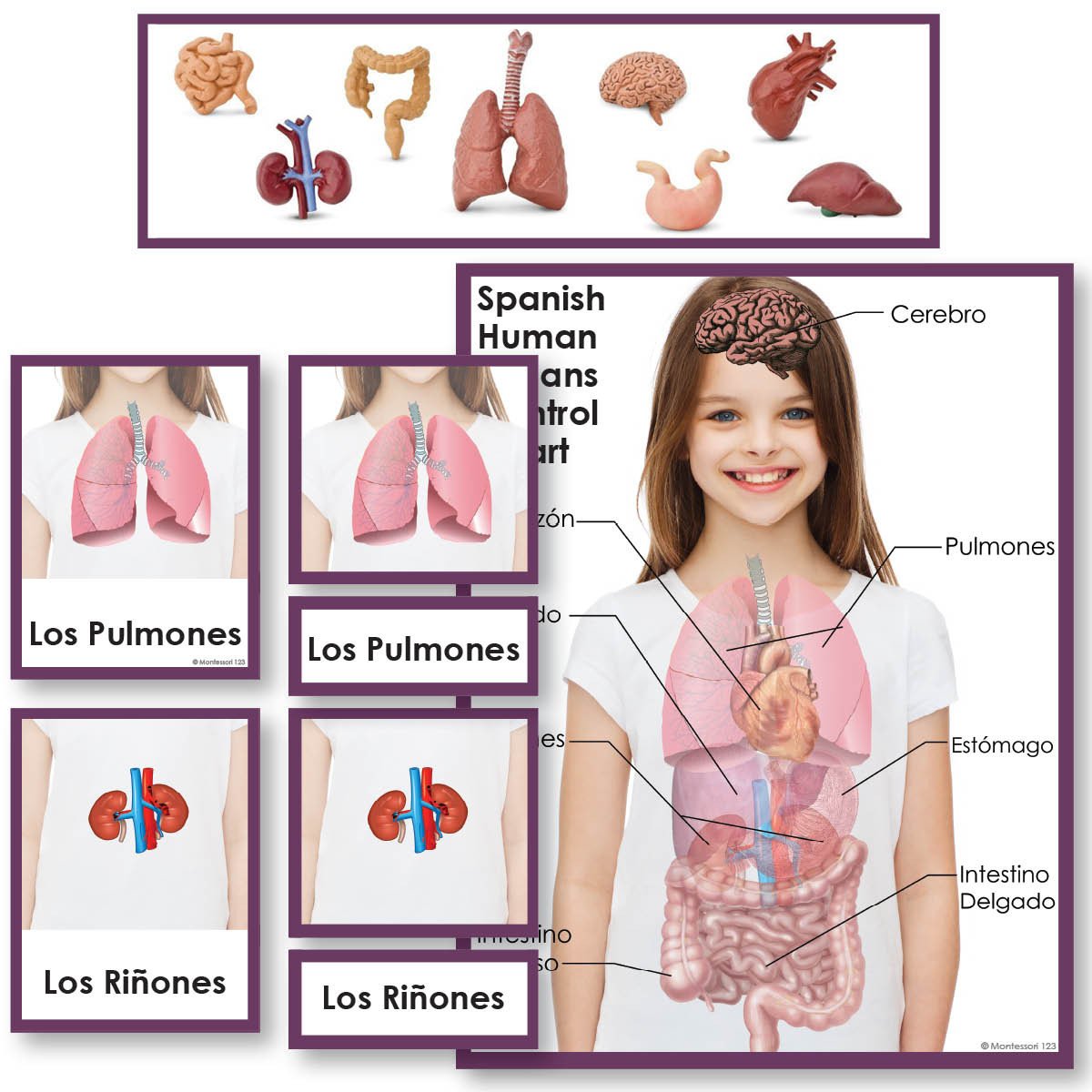 Language Arts-Spanish - Spanish Human Organs 3-Part Cards With Objects And Matching Charts
