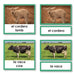 Language Arts-Spanish - Spanish Language Farm Animals 3-Part Cards With Photographs