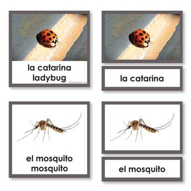 Language Arts-Spanish - Spanish Language Insects 3-Part Cards With Photographs