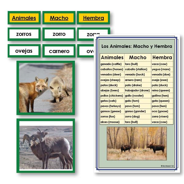 Language Arts-Spanish - Spanish Male And Female Animals Vocabulary Sorting Cards With Photographs