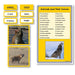 Language Arts-Vocabulary, Spelling & Editing - Animals And Their Voices Vocabulary Sorting Cards With Photographs