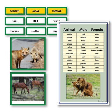 Language Arts-Vocabulary, Spelling & Editing - Male And Female Animals Vocabulary Sorting Cards With Photographs