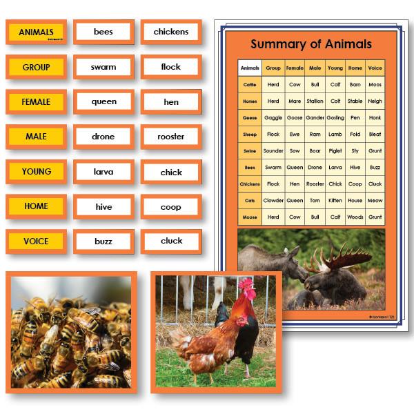 Language Arts-Vocabulary, Spelling & Editing - Summary Of Animals Vocabulary Sorting Cards With Photographs