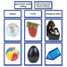 Math Materials-Geometry - Geometric Solids Photo Sorting Cards