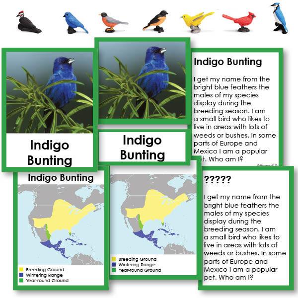 Zoology-Animal Classification/ Identification - Backyard Birds "Who Am I?" 3-Part Cards With Maps And Objects