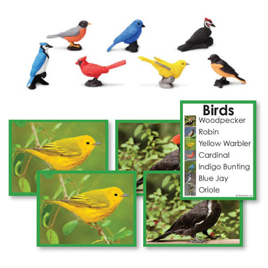 Zoology-Animal Classification/ Identification - Birds Toddler Cards With Objects