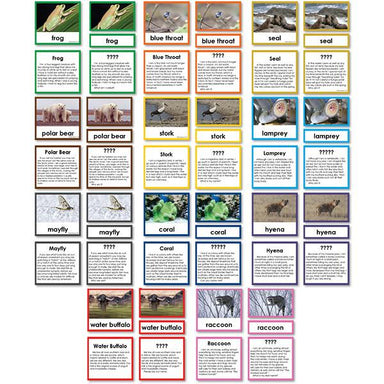 Zoology-Animal Classification/ Identification - Collection Of 11 Zoology "Who Am I?" 3-Part Cards