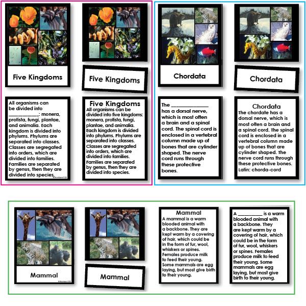 Zoology-Animal Classification/ Identification - Set Of Three Animal Classification Works, 3-Part Cards With Definitions