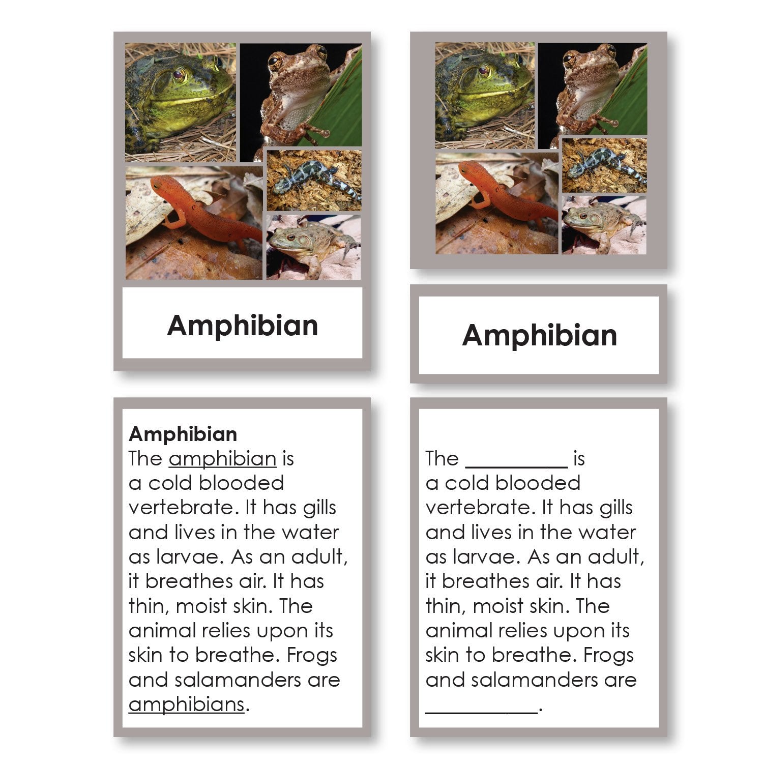 Zoology-Animal Classification/ Identification - Vertebrate Classification 3-Part Cards With Definitions