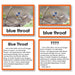 Zoology-Animal Classification/ Identification - Zoology "Who Am I?" 3-Part Cards - Arctic Birds